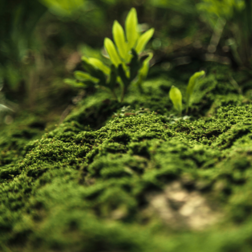 green, nature, tranquility, peace, growth, nurture, harmony, balance, healthy, nutrition